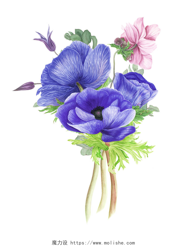白色背景墙前的四朵小花花束的蓝光和粉红色的花朵: 海葵和铁线莲, 水彩绘画。植物学插图.